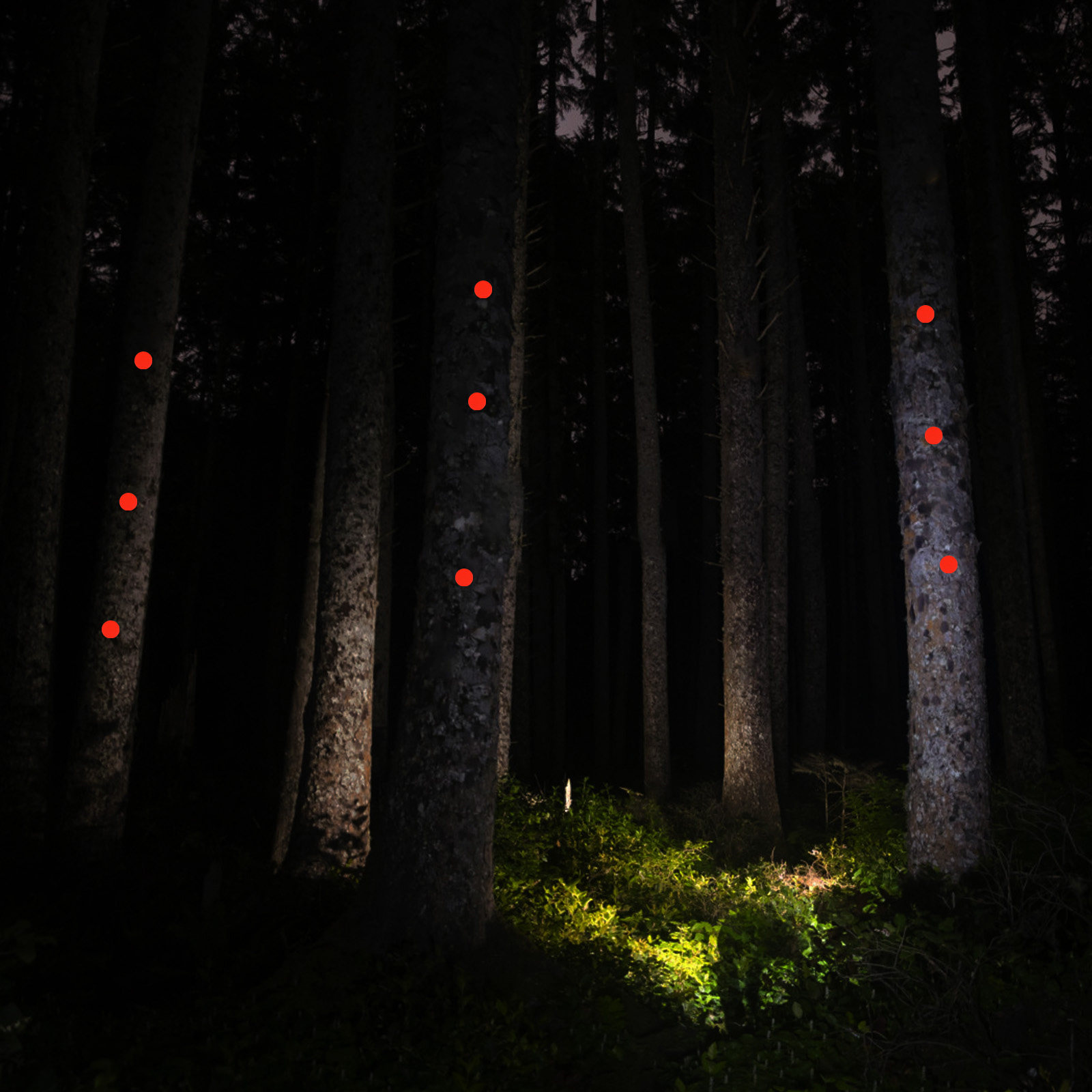 50Pcs Reflective Trail Marking - مراجعة Outdoor Adventure At وسعره