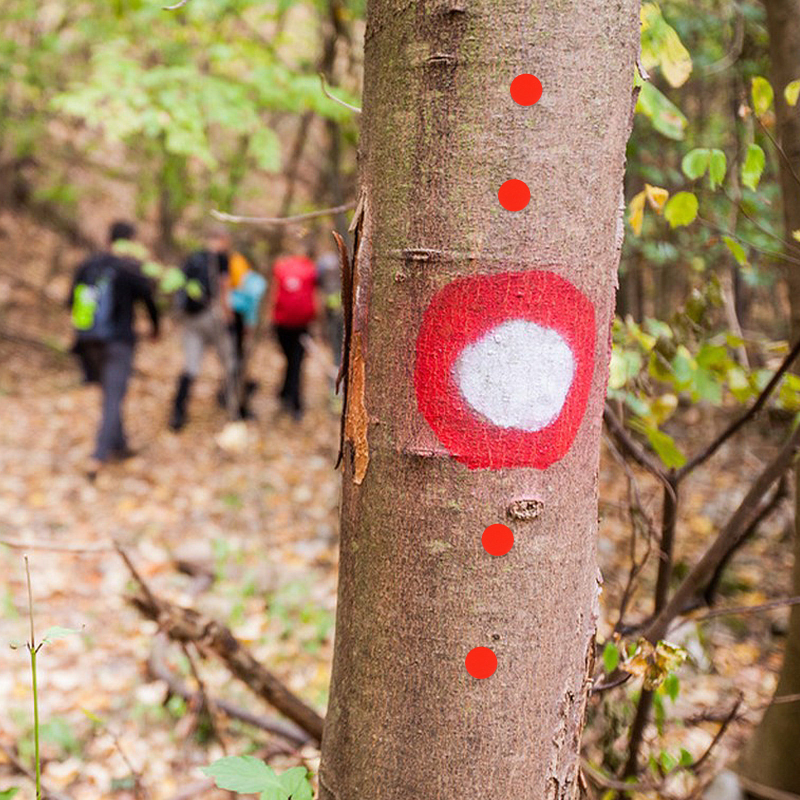 50Pcs Reflective Trail Marking - مراجعة Outdoor Adventure At وسعره
